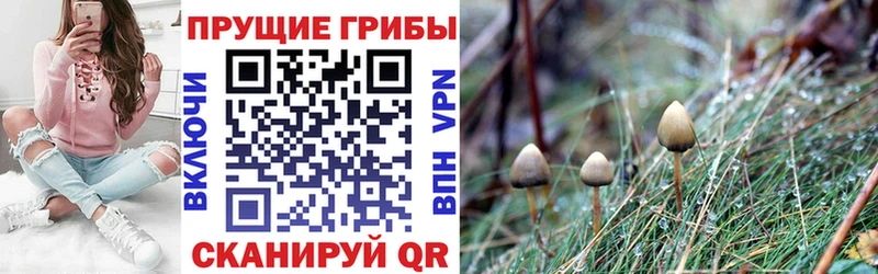 Галлюциногенные грибы мицелий Дмитриев
